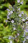 Hairy skullcap